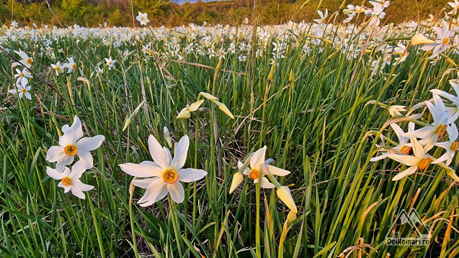 Narcise sălbatice înflorite în poiana de la Preajba, fotografie de primăvară